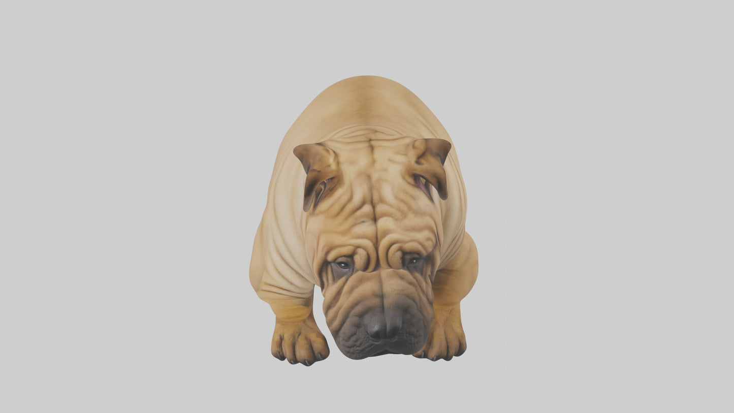 Chinese SharPei sitting model VR / AR / low-poly