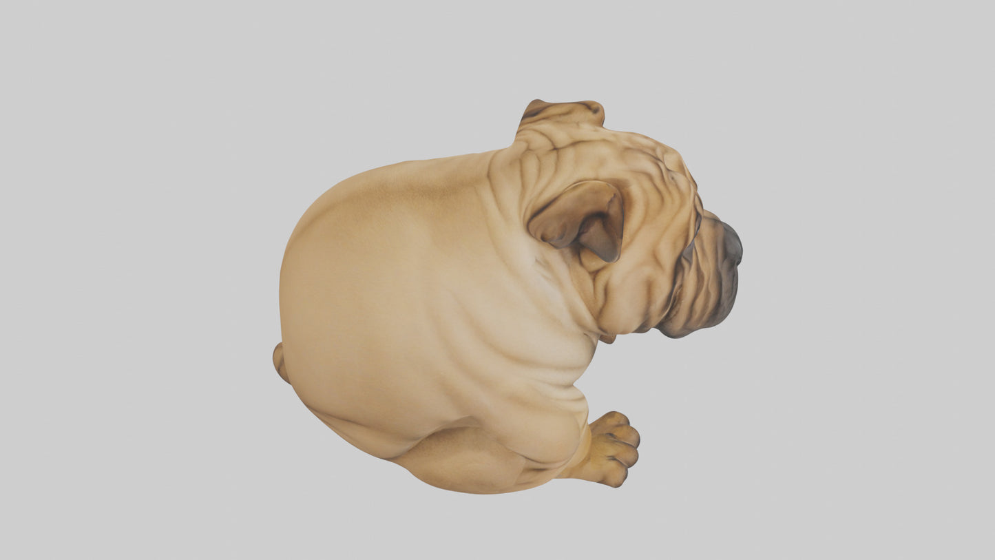 Chinese SharPei sitting model VR / AR / low-poly