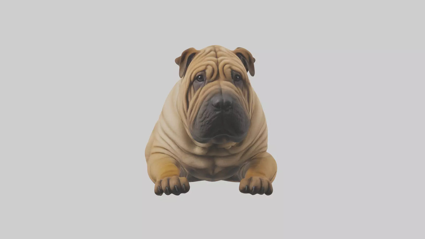 Chinese SharPei sitting model VR / AR / low-poly