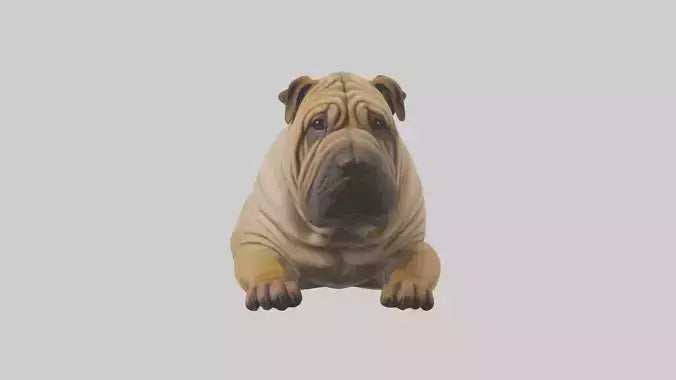 Chinese SharPei sitting model VR / AR / low-poly