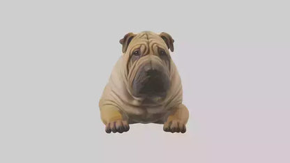 Chinese SharPei sitting model VR / AR / low-poly