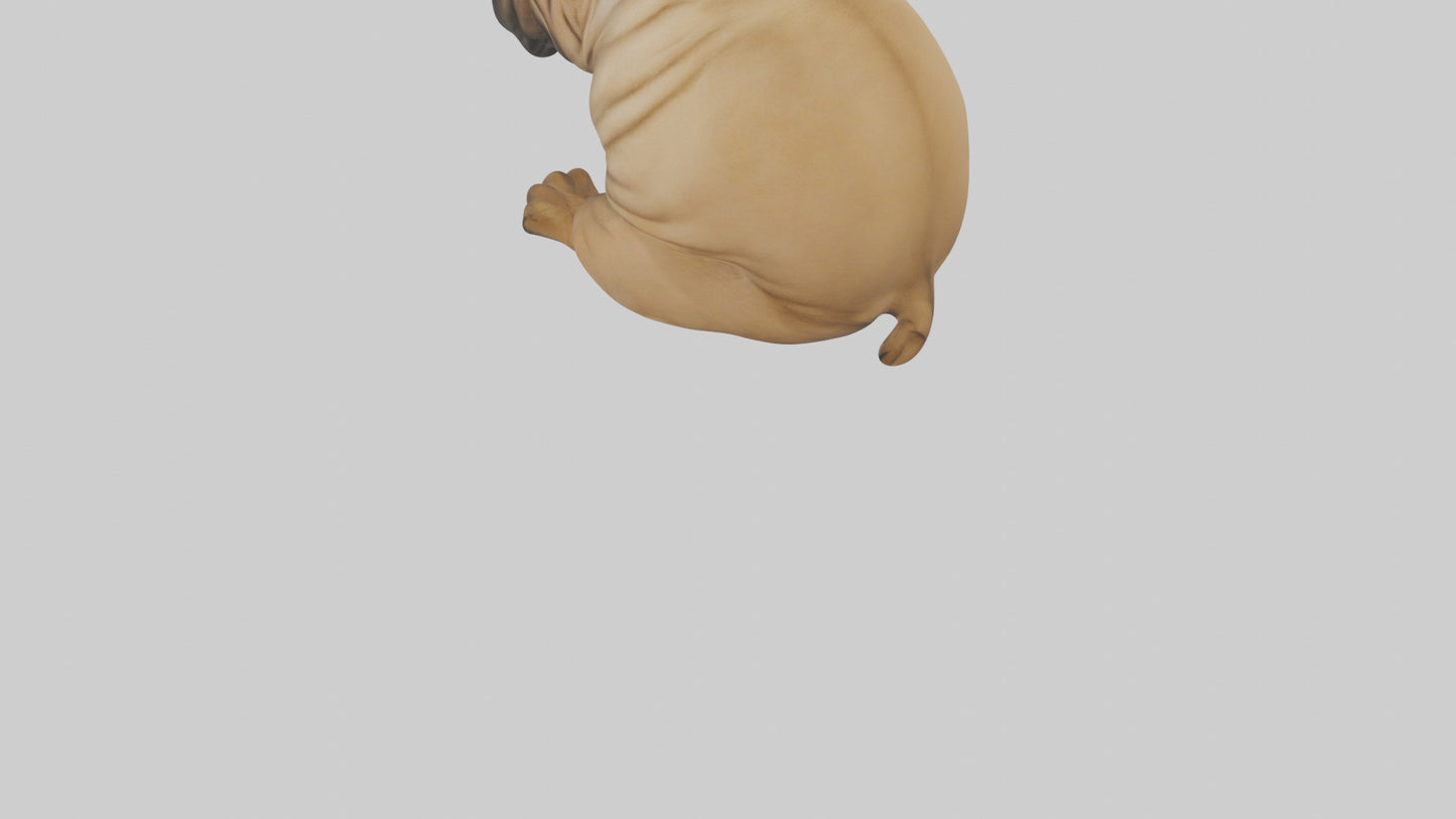 Chinese SharPei sitting model VR / AR / low-poly