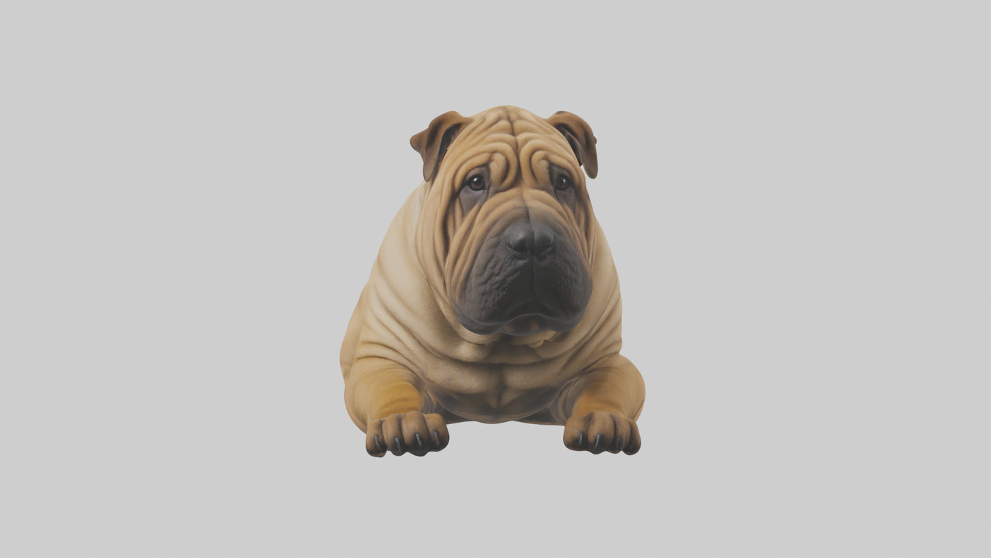 Chinese SharPei sitting model VR / AR / low-poly