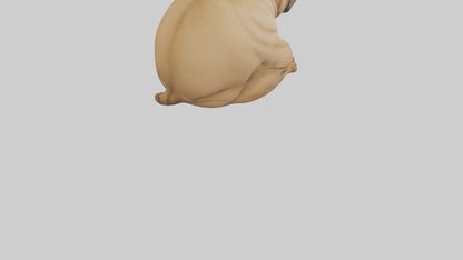 Chinese SharPei sitting model VR / AR / low-poly