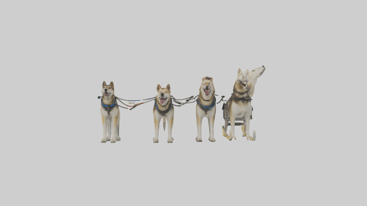 Chinook Dog sledding model VR / AR / low-poly