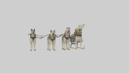 Chinook Dog sledding model VR / AR / low-poly