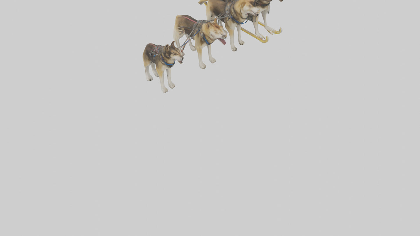 Chinook Dog sledding model VR / AR / low-poly