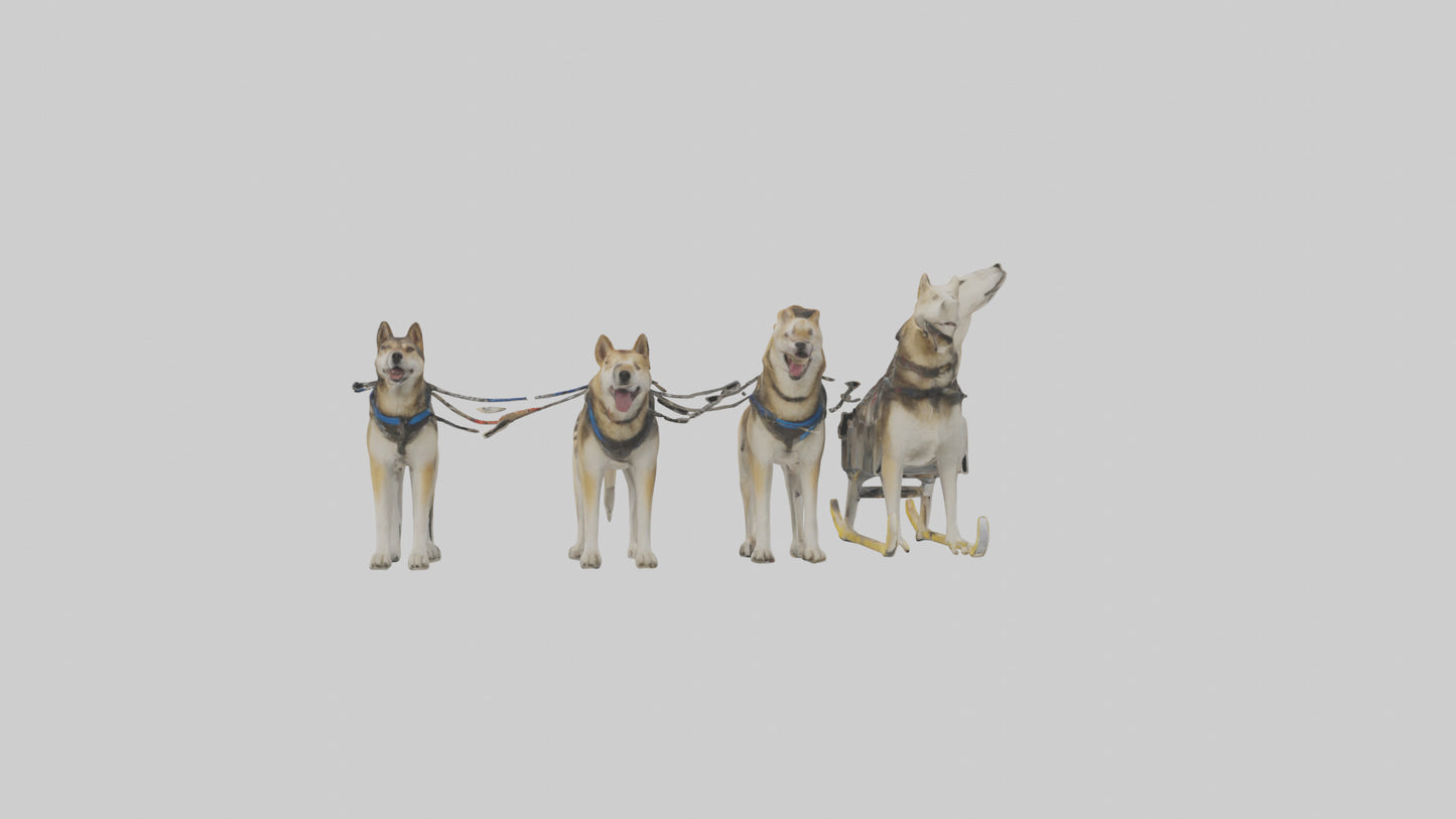 Chinook Dog sledding model VR / AR / low-poly