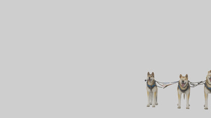 Chinook Dog sledding model VR / AR / low-poly