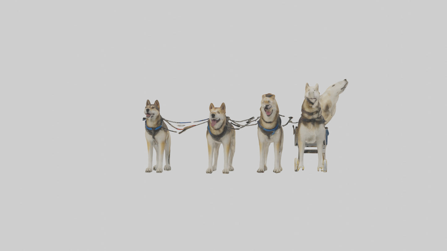 Chinook Dog sledding model VR / AR / low-poly