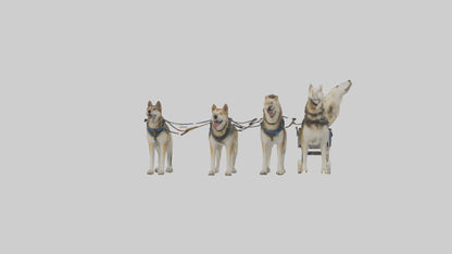 Chinook Dog sledding model VR / AR / low-poly