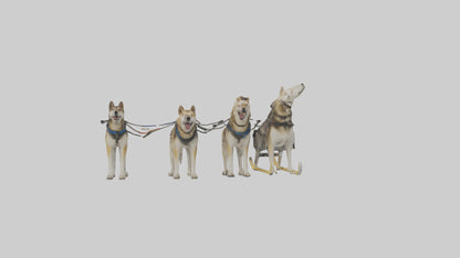 Chinook Dog sledding model VR / AR / low-poly
