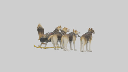 Chinook Dog sledding model VR / AR / low-poly