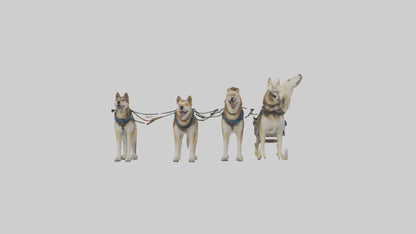 Chinook Dog sledding model VR / AR / low-poly