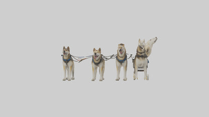 Chinook Dog sledding model VR / AR / low-poly