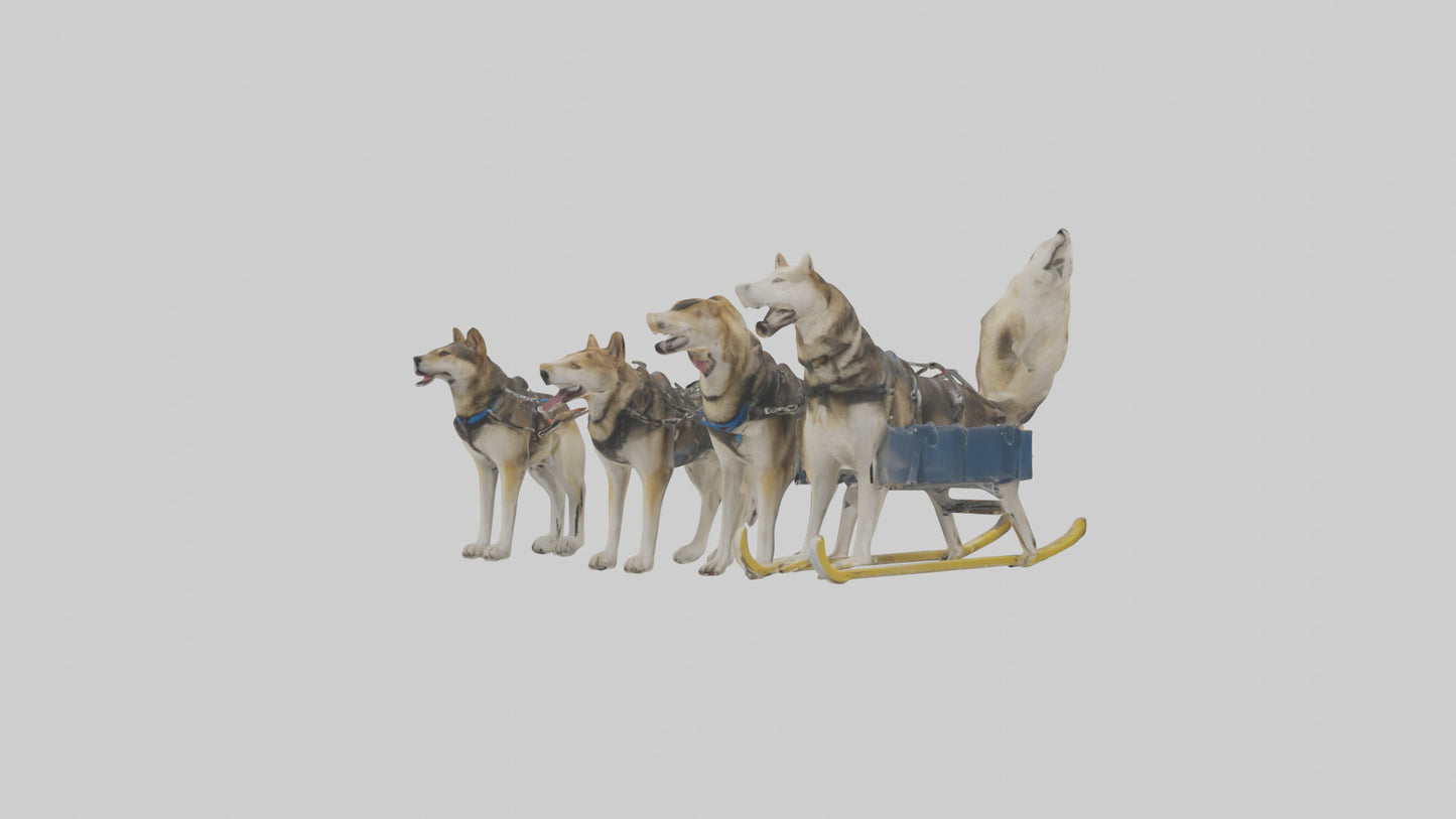 Chinook Dog sledding model VR / AR / low-poly