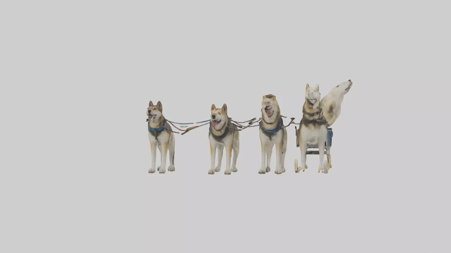 Chinook Dog sledding model VR / AR / low-poly