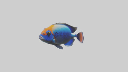 Cichlid exploring coral model VR / AR / low-poly