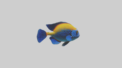 Cichlid exploring coral model VR / AR / low-poly