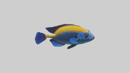 Cichlid exploring coral model VR / AR / low-poly