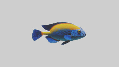 Cichlid exploring coral model VR / AR / low-poly