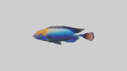 Cichlid exploring coral model VR / AR / low-poly
