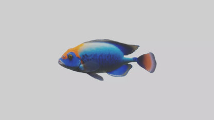 Cichlid exploring coral model VR / AR / low-poly