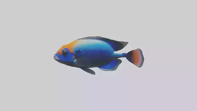 Cichlid exploring coral model VR / AR / low-poly