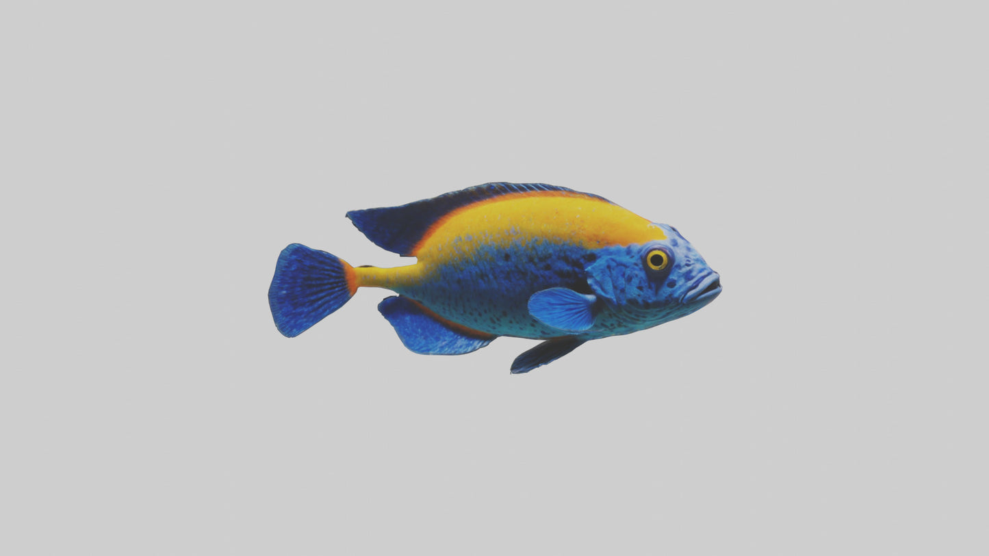Cichlid exploring coral model VR / AR / low-poly