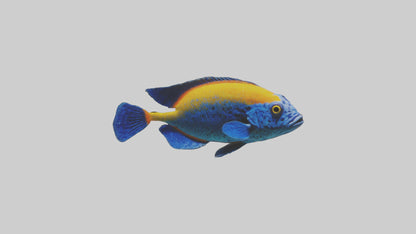 Cichlid exploring coral model VR / AR / low-poly