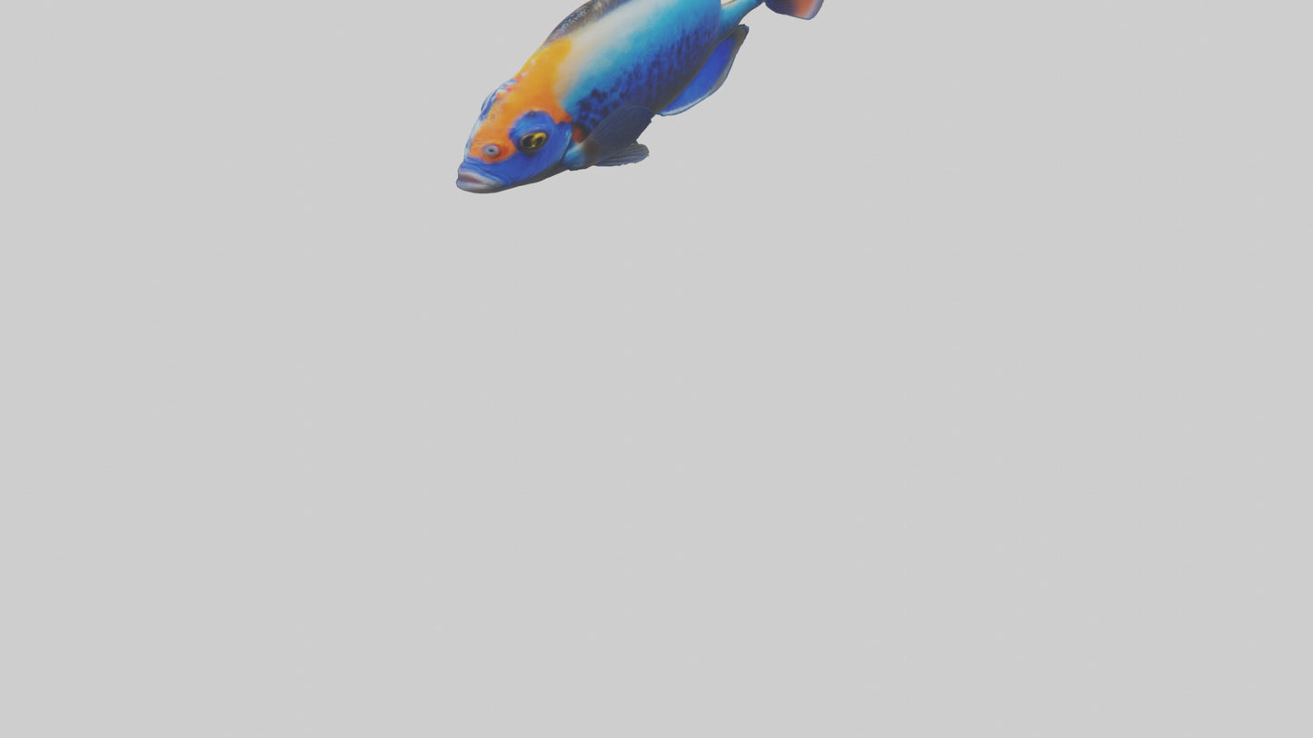 Cichlid exploring coral model VR / AR / low-poly