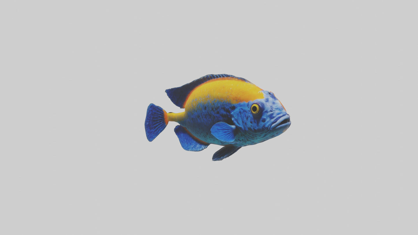 Cichlid exploring coral model VR / AR / low-poly