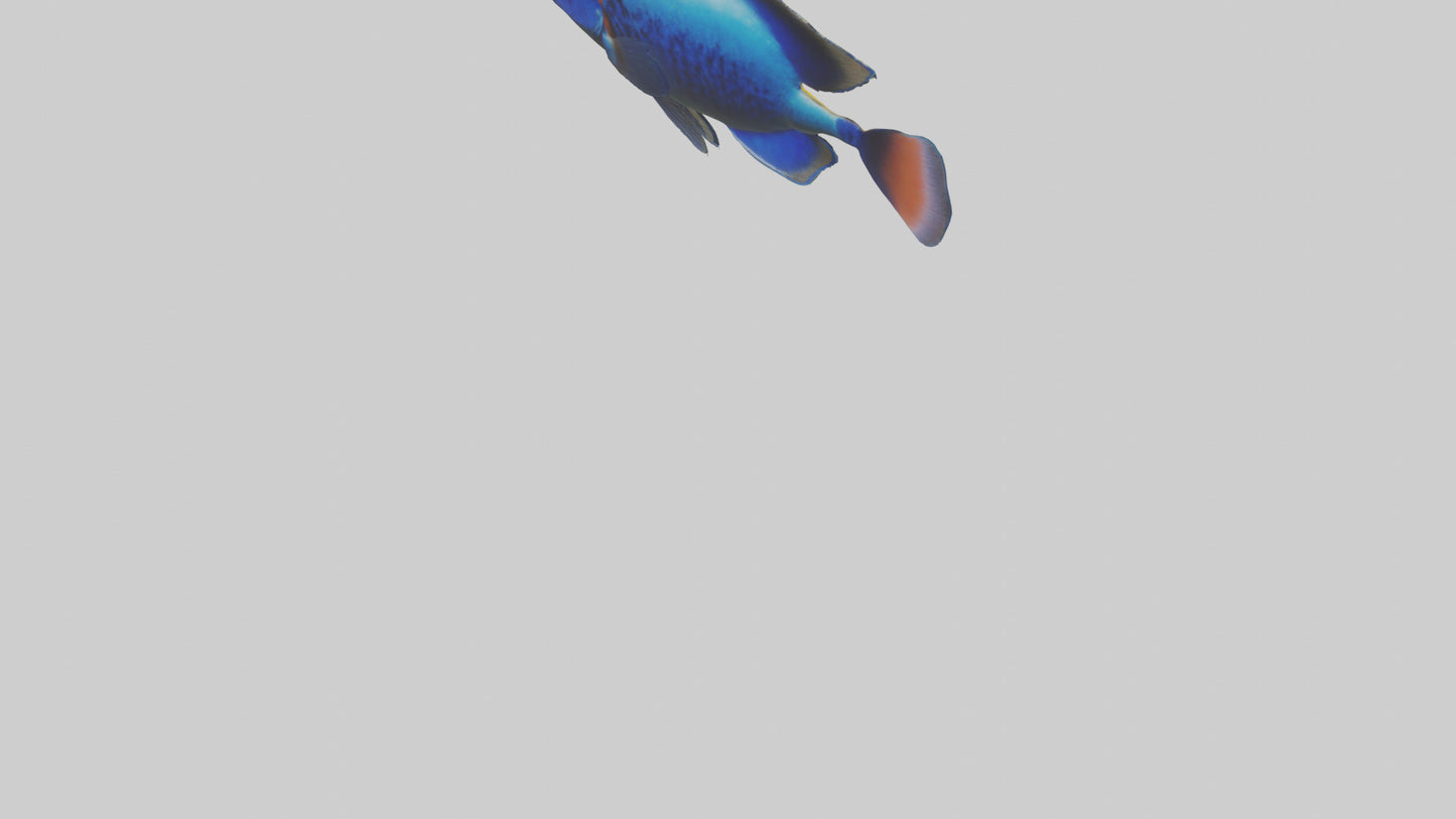 Cichlid exploring coral model VR / AR / low-poly