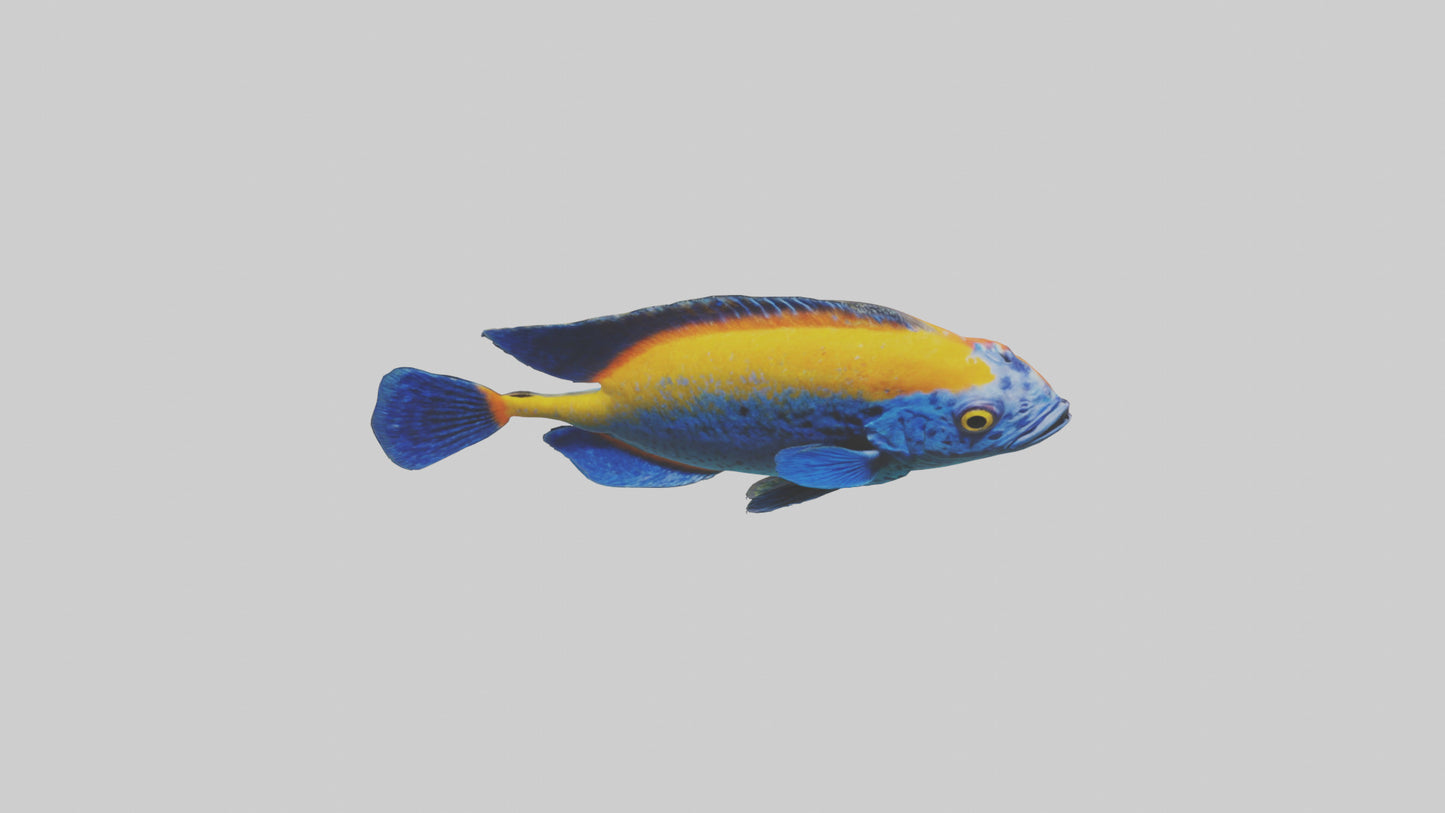Cichlid exploring coral model VR / AR / low-poly