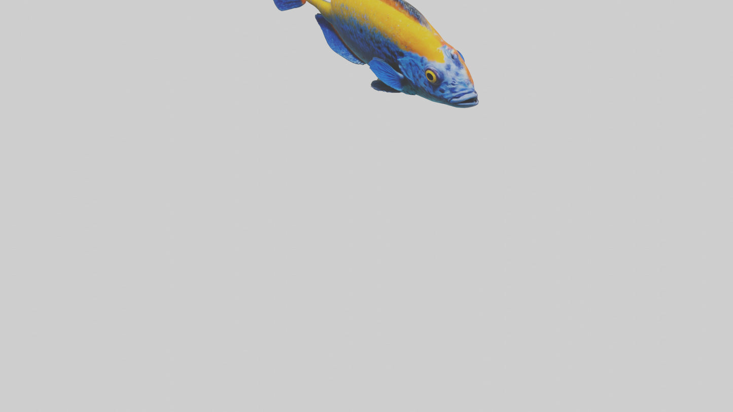 Cichlid exploring coral model VR / AR / low-poly