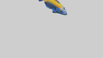Cichlid exploring coral model VR / AR / low-poly