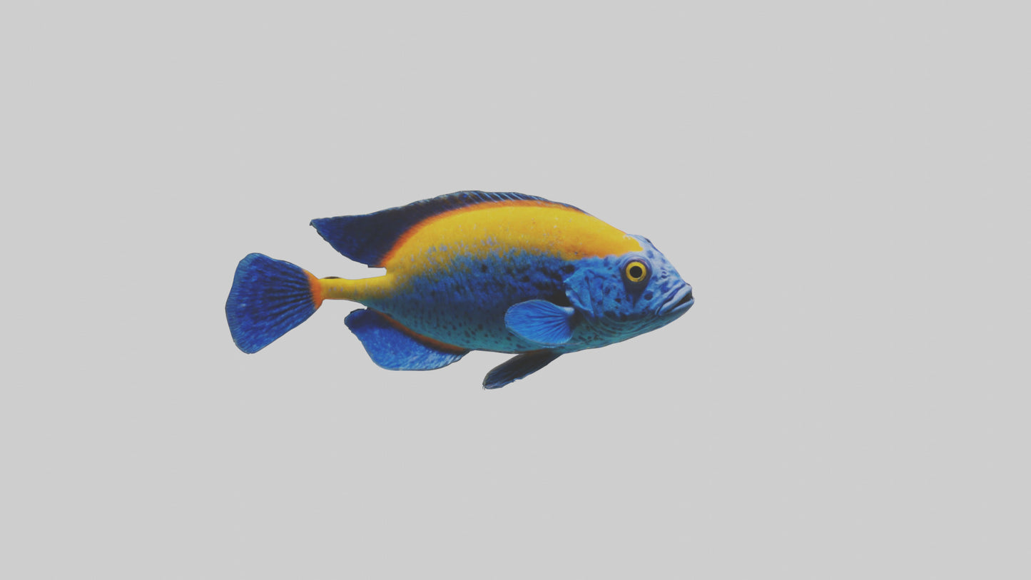 Cichlid exploring coral model VR / AR / low-poly