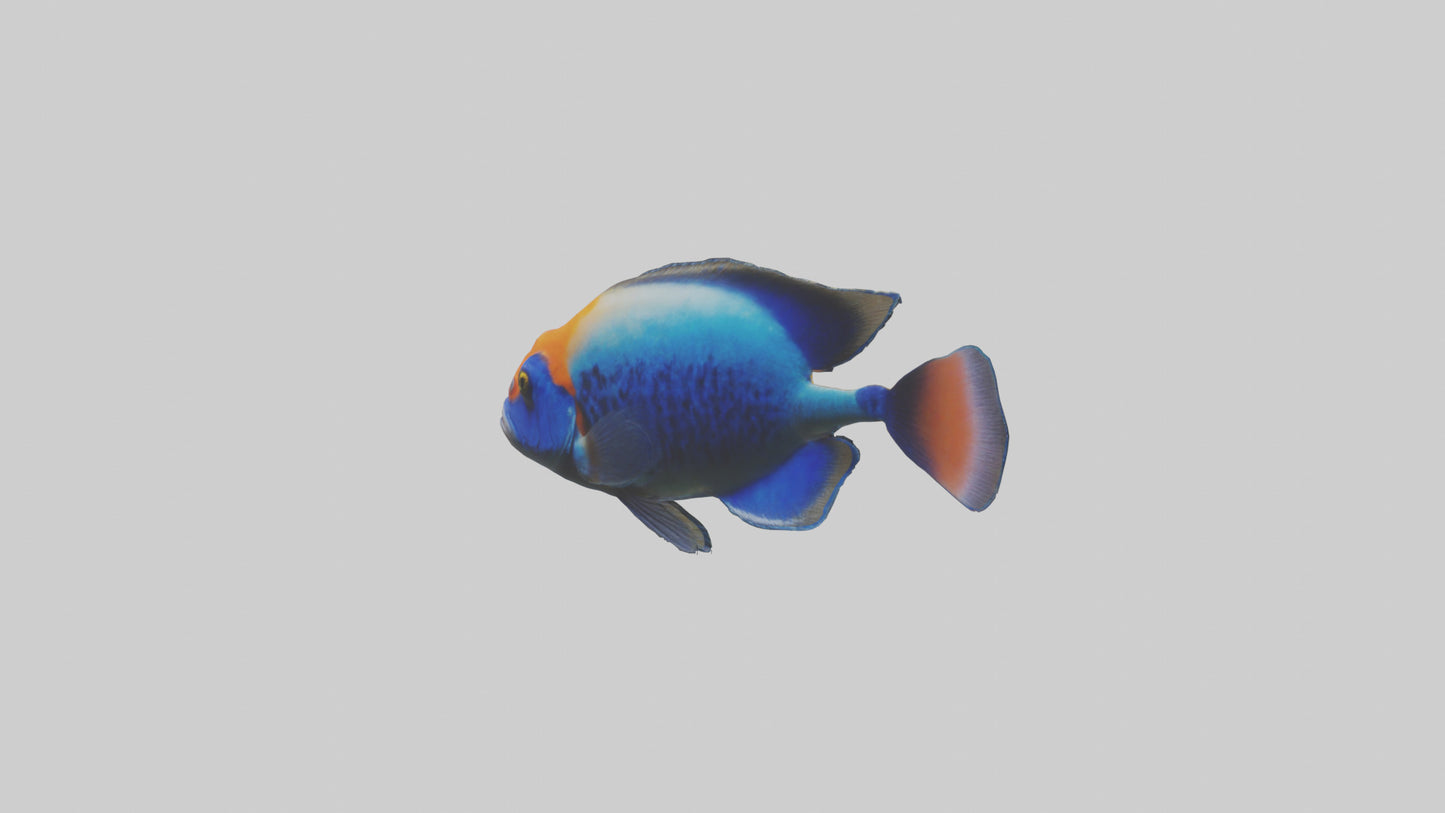 Cichlid exploring coral model VR / AR / low-poly