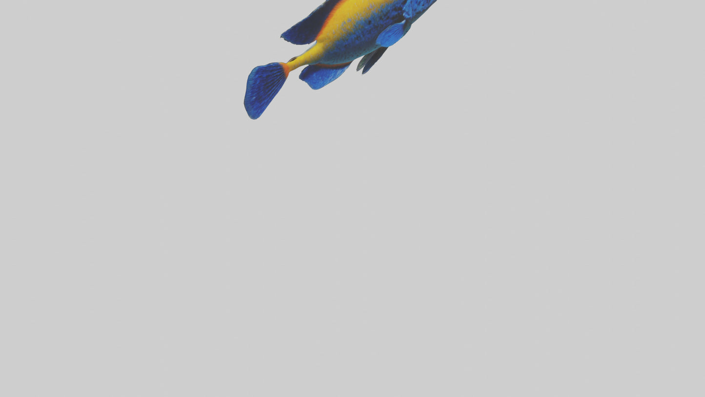 Cichlid exploring coral model VR / AR / low-poly