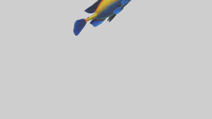 Cichlid exploring coral model VR / AR / low-poly
