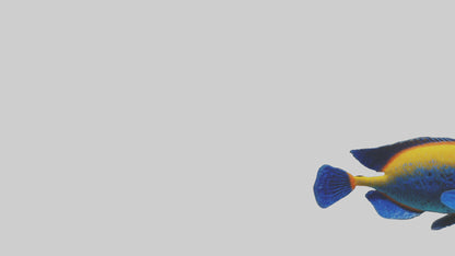 Cichlid exploring coral model VR / AR / low-poly