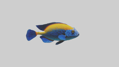 Cichlid exploring coral model VR / AR / low-poly