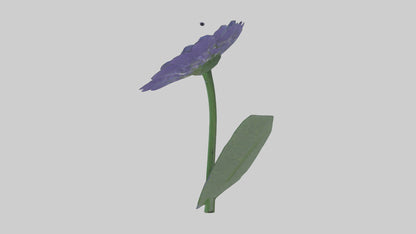 3D model Cineraria flower model VR / AR / low-poly