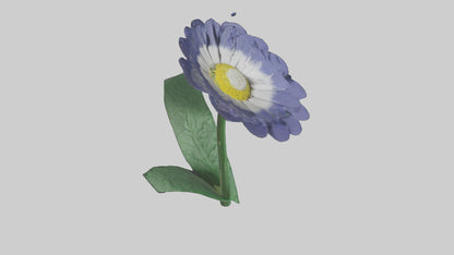 3D model Cineraria flower model VR / AR / low-poly