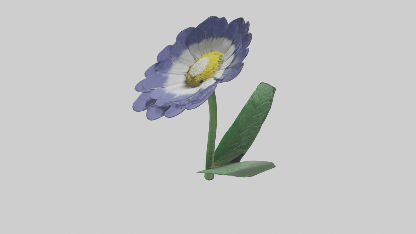 3D model Cineraria flower model VR / AR / low-poly