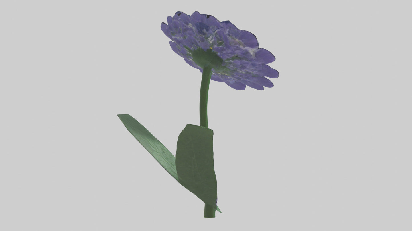 3D model Cineraria flower model VR / AR / low-poly
