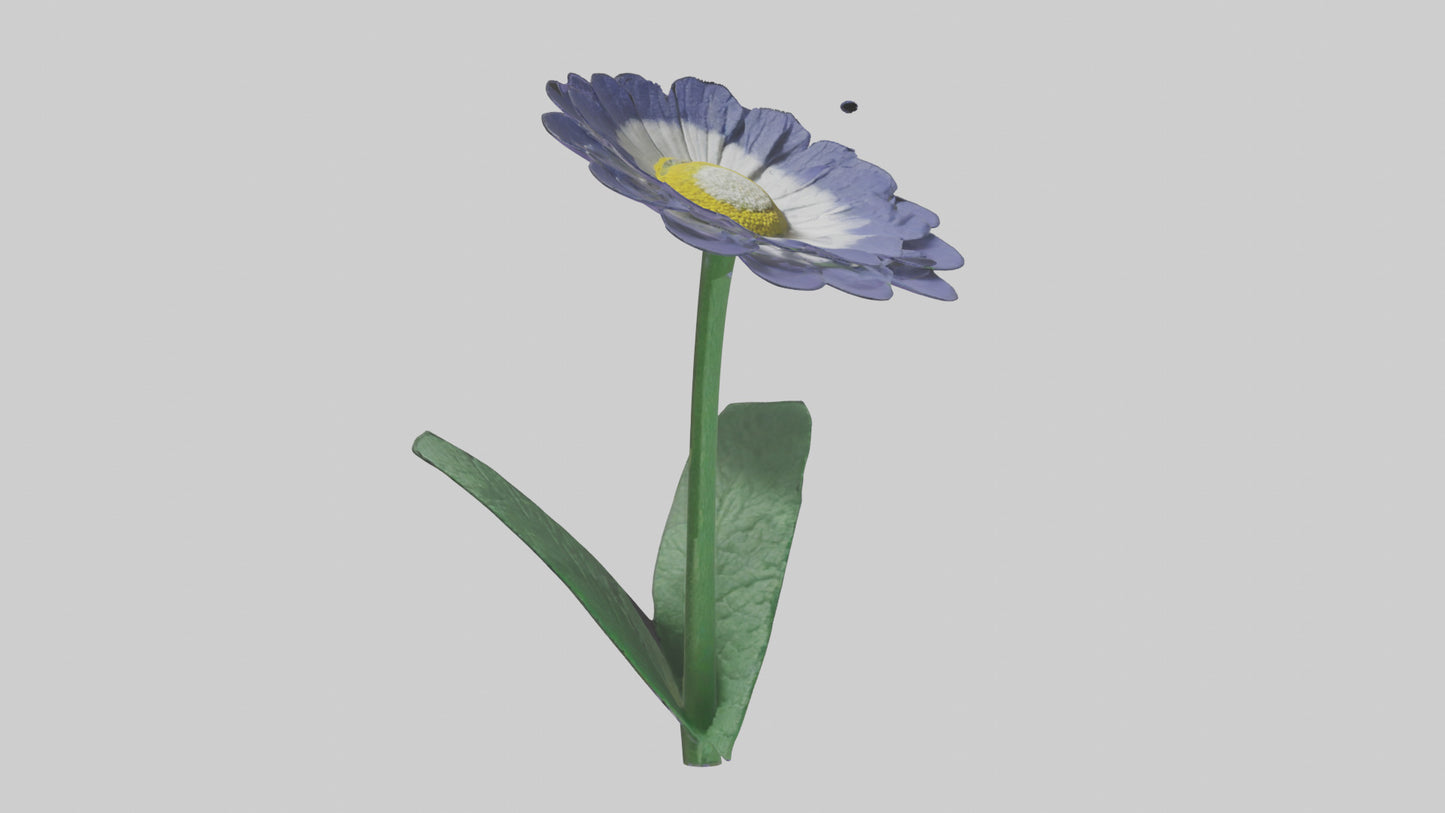3D model Cineraria flower model VR / AR / low-poly