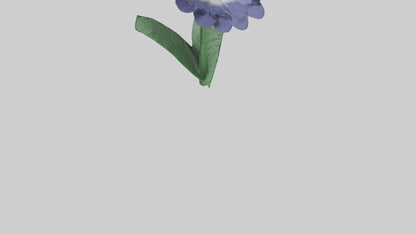 3D model Cineraria flower model VR / AR / low-poly