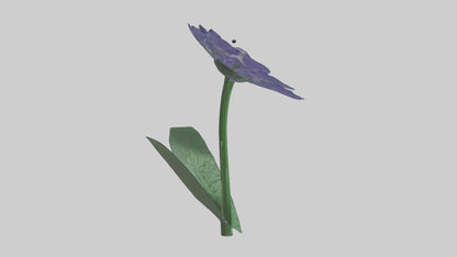 3D model Cineraria flower model VR / AR / low-poly