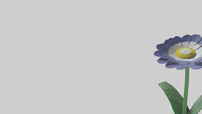 3D model Cineraria flower model VR / AR / low-poly